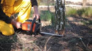 Best Tree Preservation Services  in Natalia, TX