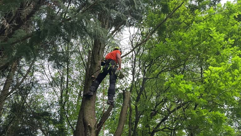 Why Choose Our Tree Removal Services in Natalia, TX?