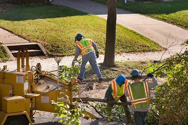 Trusted Natalia, TX  Tree Services Experts