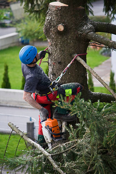 Best Hazardous Tree Removal  in Natalia, TX