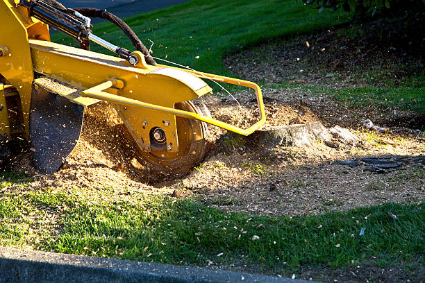 Best Tree Mulching Services  in Natalia, TX