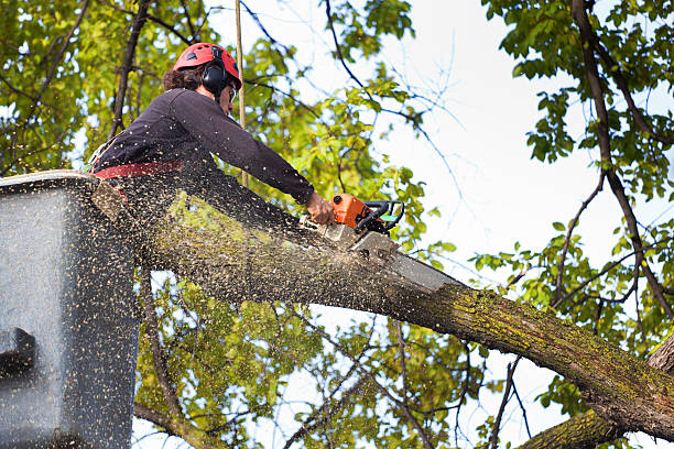 Best Fruit Tree Pruning  in Natalia, TX